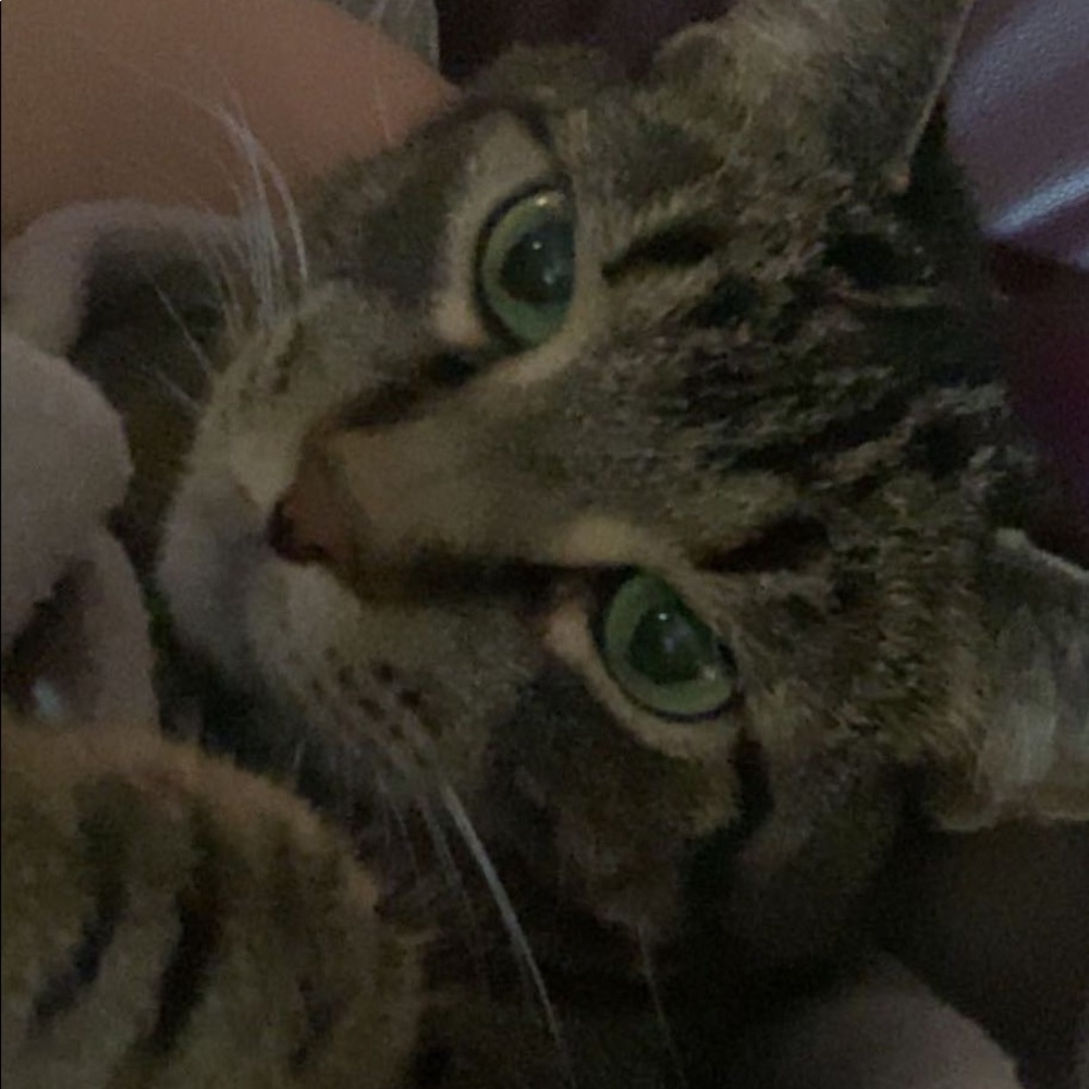 Meet your Posher, Kylie